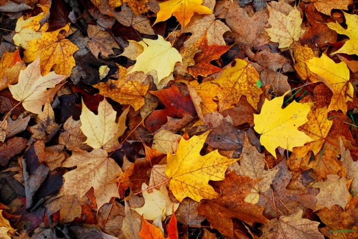 paisajes relajantes, hojas de diferentes colores esparcidas por el suelo, hojas secas de otoño