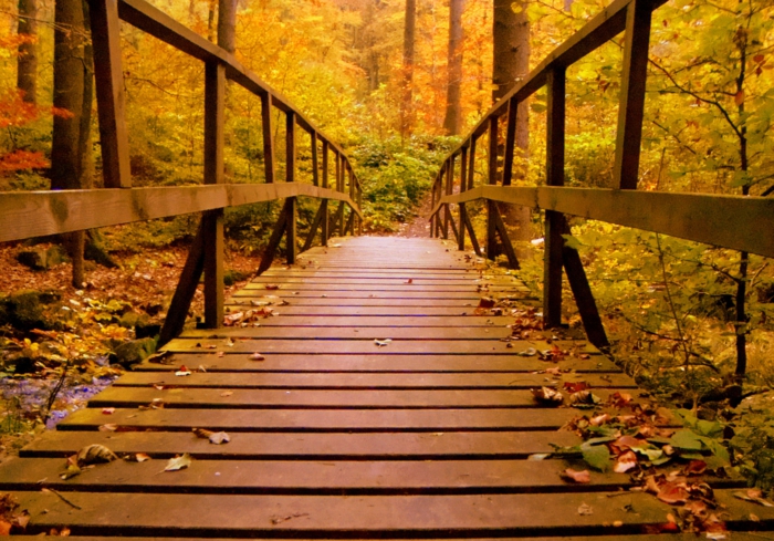 puente de madera en el bosque con hojas secas de colores esparcidas por el puente, bosque al lado