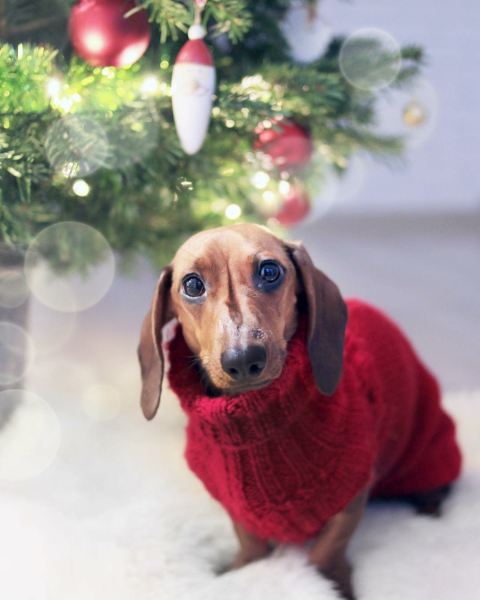 adorables imagines de navidad para enviar e tus amigos, árbol de navidad y perro tejonero con abrigo
