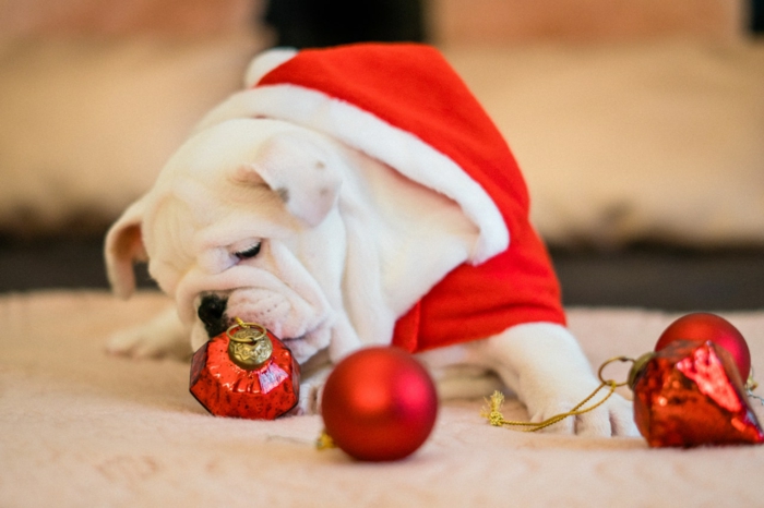 imagines de navidad gratis para descargar, bonitas fotos navideños, perro con abrigo para Navidad 