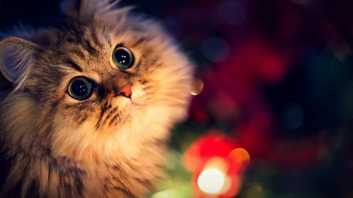 estupendas fotos de navidad con mascotas, gato super bonito con luces navideñas, descargar fotos gratis 