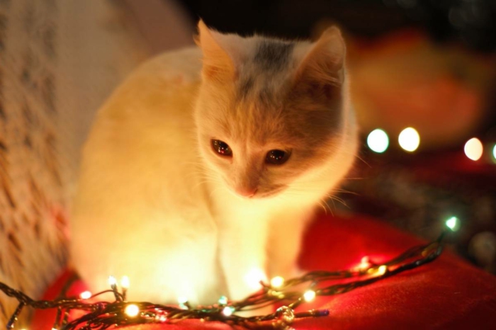 fotos navideñas con gatos para descargar y enviar a tus amigos, tarjetas de navidad originales 