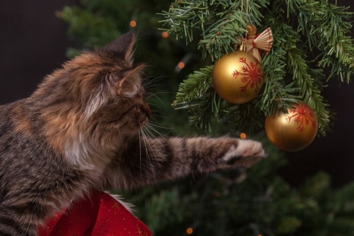 gato jugando con los adornos navideños en dorado y rojo, tarjetas de navidad originales para descargar 
