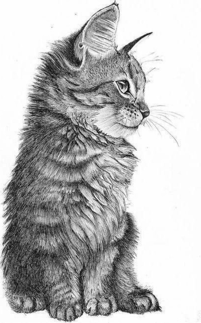 los mejores ejemplos de dibujos de animales a lapiz, dibujos a lapiz faciles y bonitos para descargar 