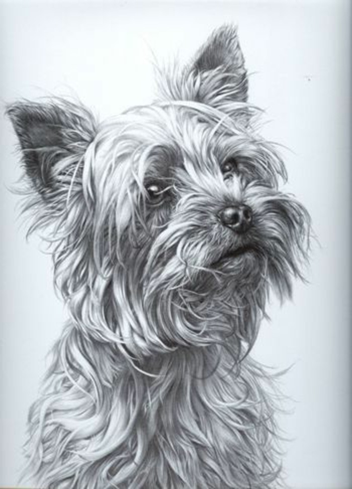 adorables propuestas de dibujos a lapiz faciles hipperrealistas, retrato de perro, dibujso de animales bonitos 