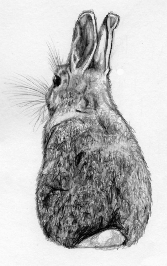 pequeño conejo dibujado a lápiz en estilo realista, los mejores ejemplos de dibujos sombreados 