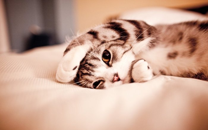 fondos de pantalla tumblr con animales, adorable imagen de un gato en la cama, imagines dulces para descargar 