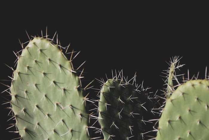 fotos inspiradas en la flora y la fauna, imagines de cactus en fondo negro, descargar fotos de pantalla super originales 
