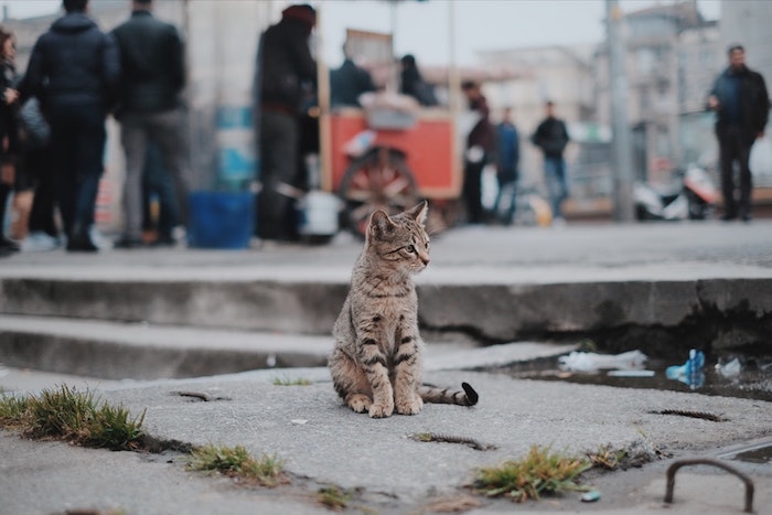 fotos de animales para descargar, adorables imagines de gatos en estilo tumblr, escoge el mejor fondo de pantalla movil 