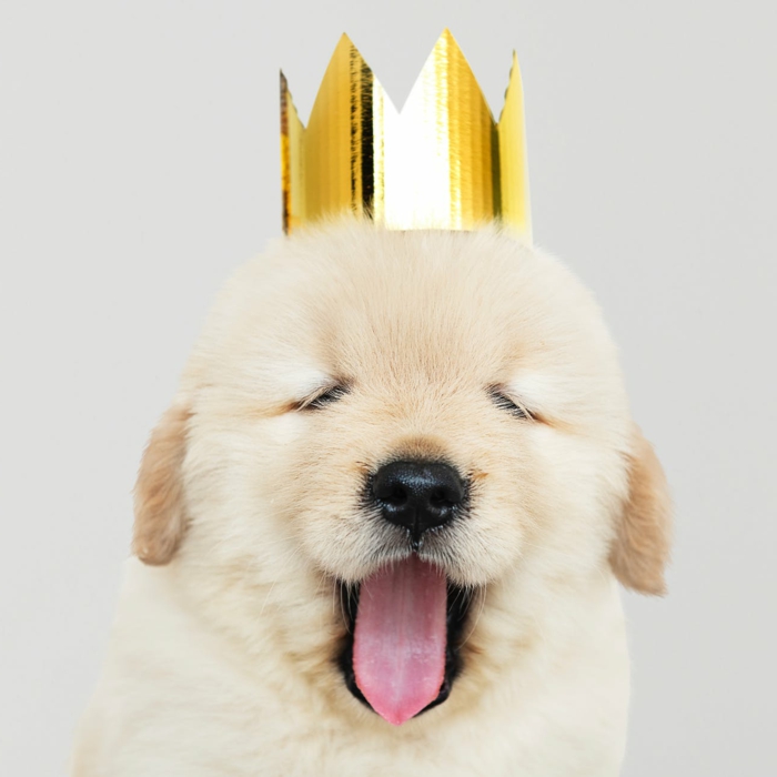 divertidas ideas de imagenes bonitas para fondo, fotos divertidas de animales tiernos, fondos de pantalla bonitos y graciosos, pequeño perro con corona en dorado 