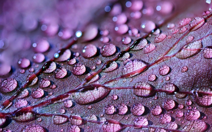 las mejores propuestas de fondos de pantalla bonitos, gotas de lluvia en hojas de plantas en color lila, originales fotos para descargar, imagenes bonitas para fondo