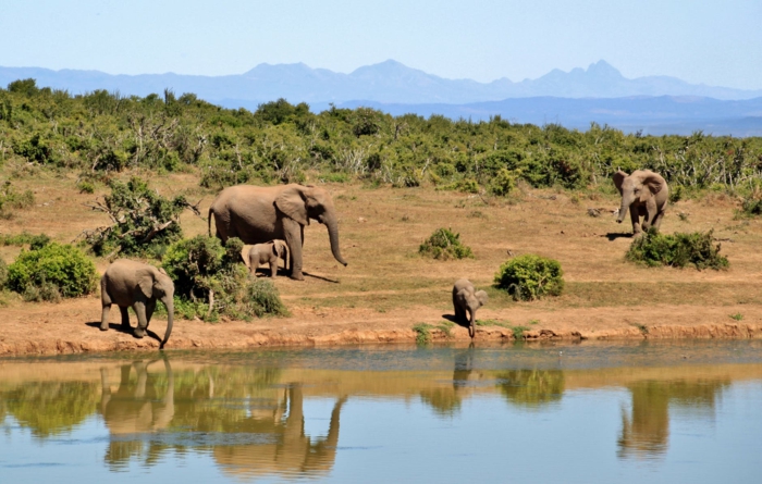 bonita foto de una manada de elefantes cerca del río, fondos de pantalla bonitos para descargar, 100 imagines de fondo de pantalla 