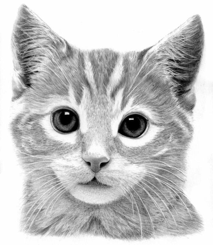 dibujos en blanco y negro con lapiz, hermoso dibujo en estilo realista, dibujos de animales realistas ideas de dibujos en blanco y negro bonitos para avanzados