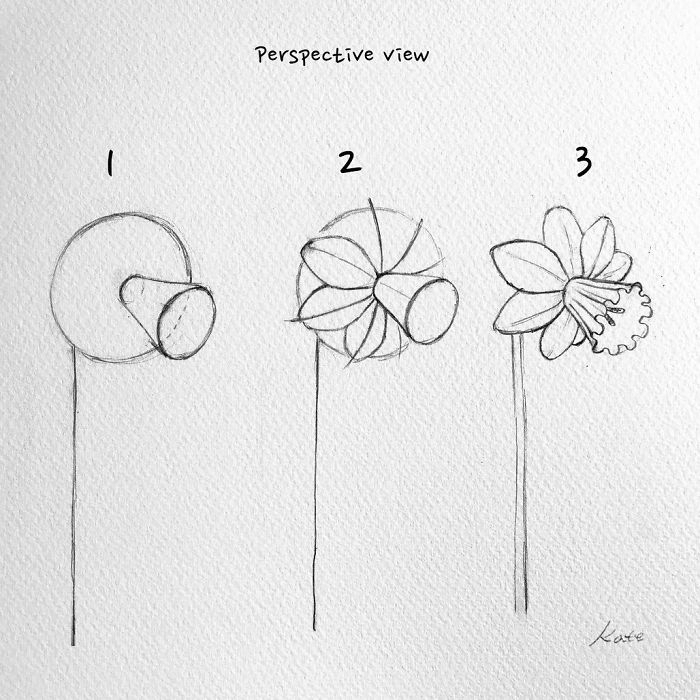 pasos para dibujar un narciso, dibujos de flores faciles y originales, como dibujar una flor de primavera bonita paso a paso 