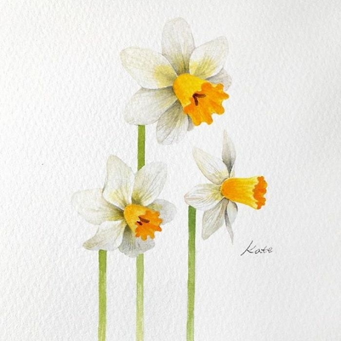 dibujos de unos de los mas preciosas flores, narcisos bonitos en blanco y amarillo, fotos de dibujos para descargar 