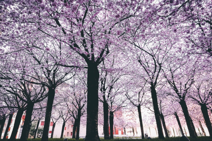 paisajes naturales de árboles florecidos en primavera, frutales florecidos en japon, las imagenes más bonitas para descargar