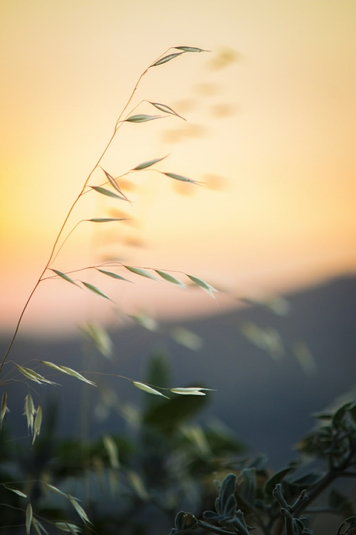 preciosos detalles de la naturaleza, imagees de los campos de trigo en verano en atardacer, imagenes bonitas de paisajes