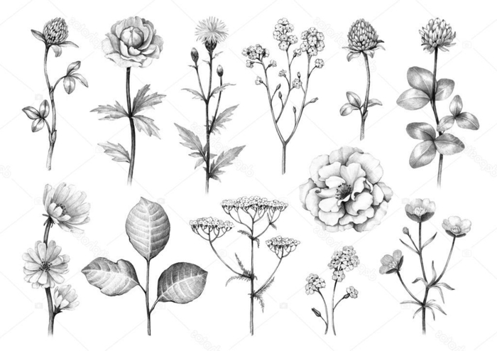diferentes tipos de flores de campo originales, dibujos de flores bonitas en estilo vintage, diseños de tatuajes con flores 