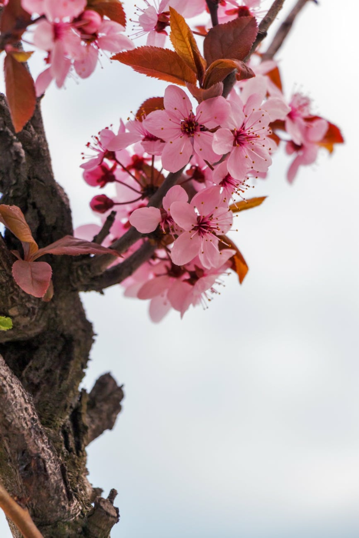 como florecen los árboles en primavera, fotos que muestran toda la belleza de nuetra estacion favorita para descargar 