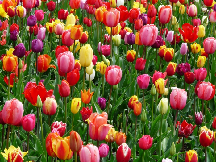 tulipanes en diferentes colore, las mejores muestras de fondos de pantalla paisajes, fotos de flores hermosas para descargar 