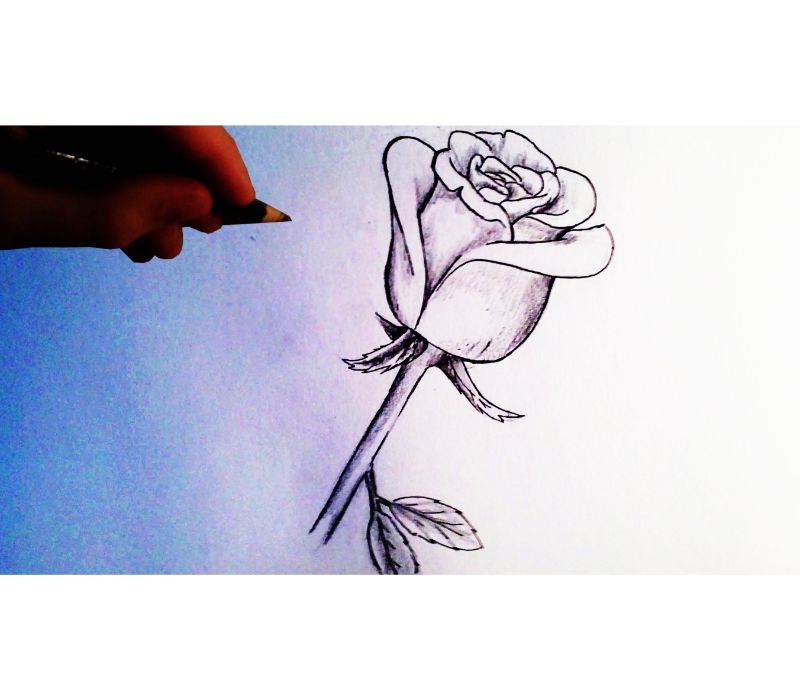 a dibujar una rosa a lapiz fotos de dibujo a lapiz ideas de dibujos dibujos de rosas a lapiz