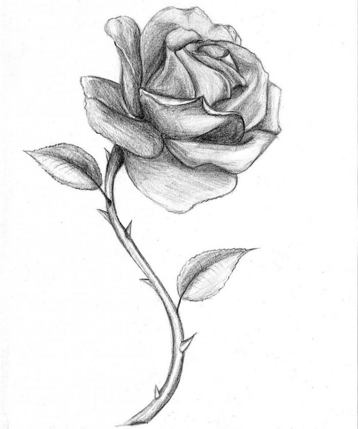 ▷ + ideas sobre cómo dibujar una rosa a paso