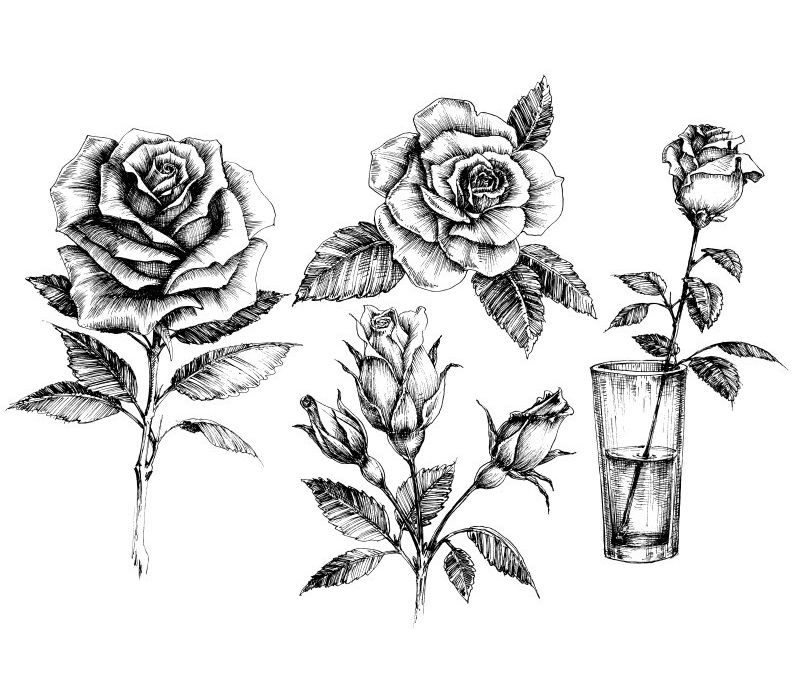 adorables dibujos de rosas en blanco y negro como dibujar una rosa dibujo paso a paso