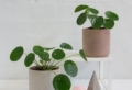 Plantas para la buena suerte: todo lo que necesitas saber