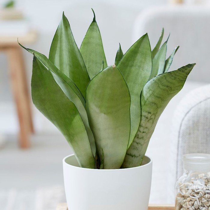 planta serpiente en maceta blanca ideas de plantas que traen buena suerte para decorar tu hogar ideas de plantas