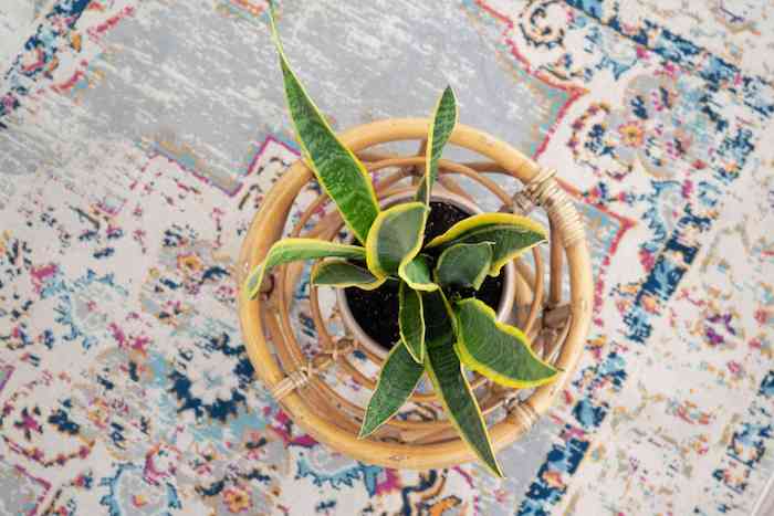 planta verdes que traen suerte lengua de la suegra la planta de la serpiente fotos de plantas para cultivar en casa