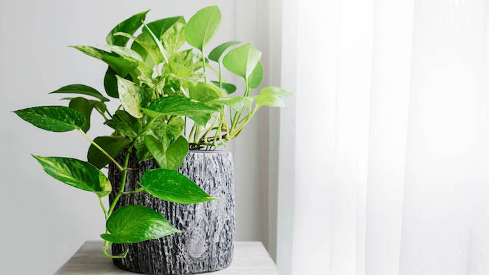 plantas serpiente jade ideas de plantas verdes para decorar el hogar plantas que traen buena suerte