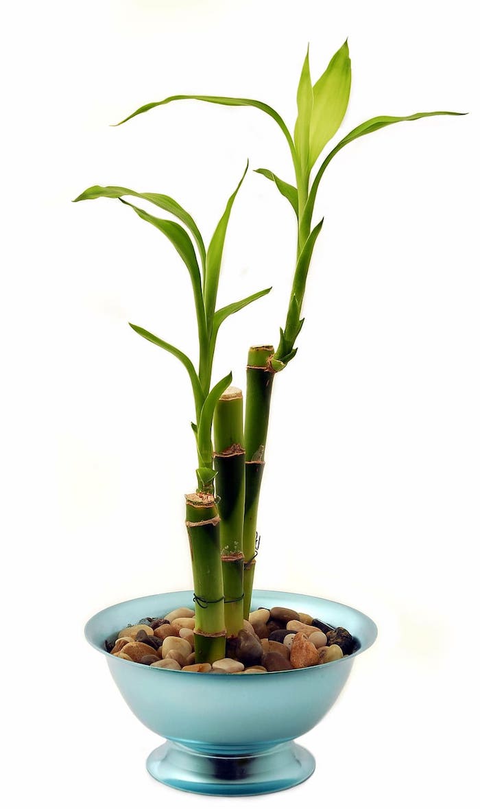 plantas verdes que traen buena suerte bambu de la suerte fotos de plantas verdes