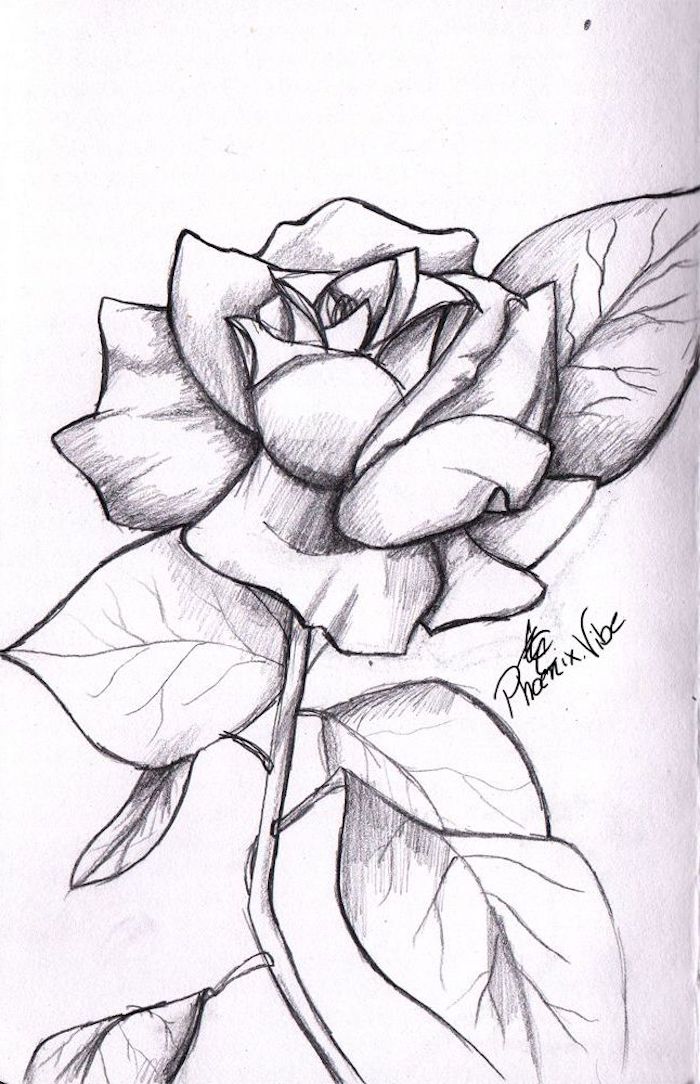 Los Mejores Ejemplos De Dibujos De Rosas – Howtodoes