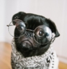 perro pug con pelo negro y gafas dioptricas