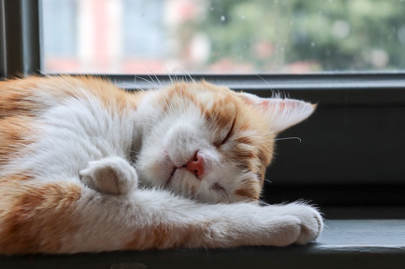 gato naranja durmiendo debajo de la ventana