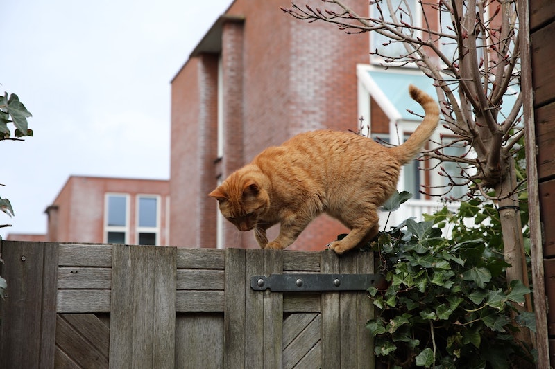 imagen de un gato con pelo rojo trepando en una valla de madera