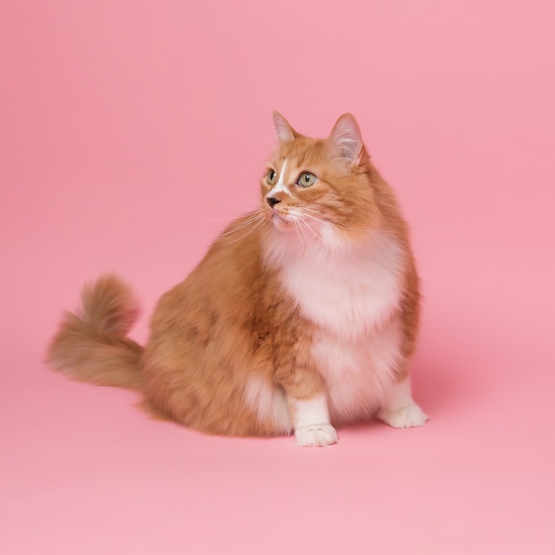 naranja gato disparo sobre fondo rosa