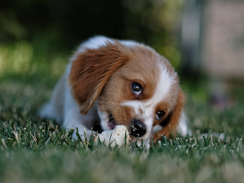 bebé perro tumbado en la hierba