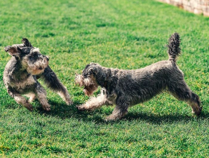 ¿Cómo es el césped artificial
