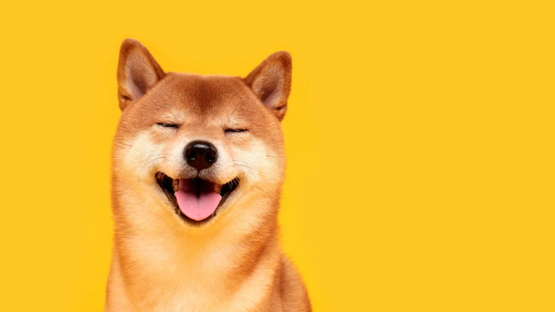 foto de un perro trepado sobre un fondo amarillo