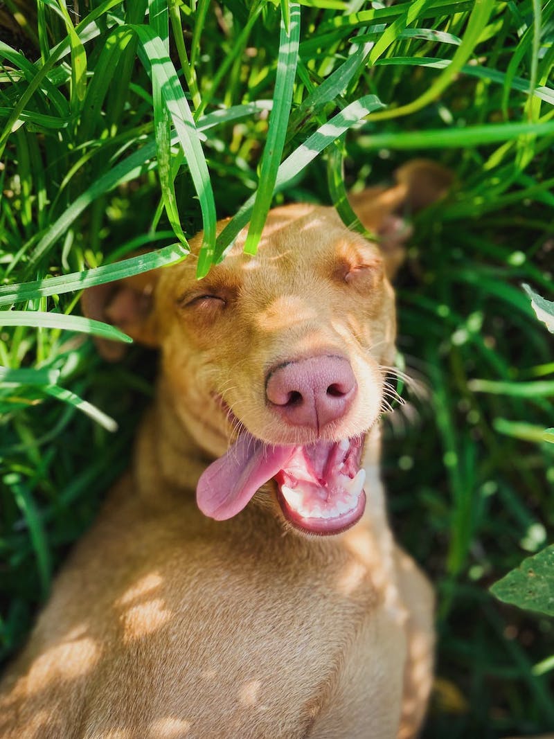 perro que yacía y arrastró la lengua en la hierba