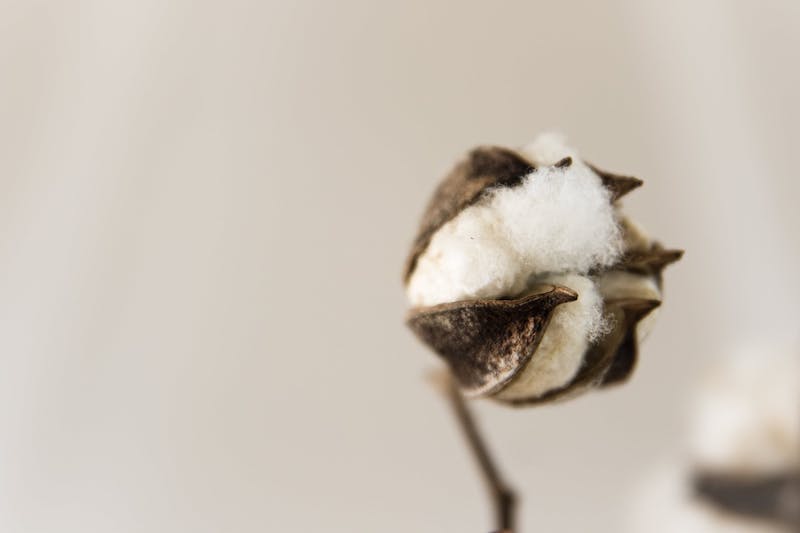 foto de una planta de algodón blanco