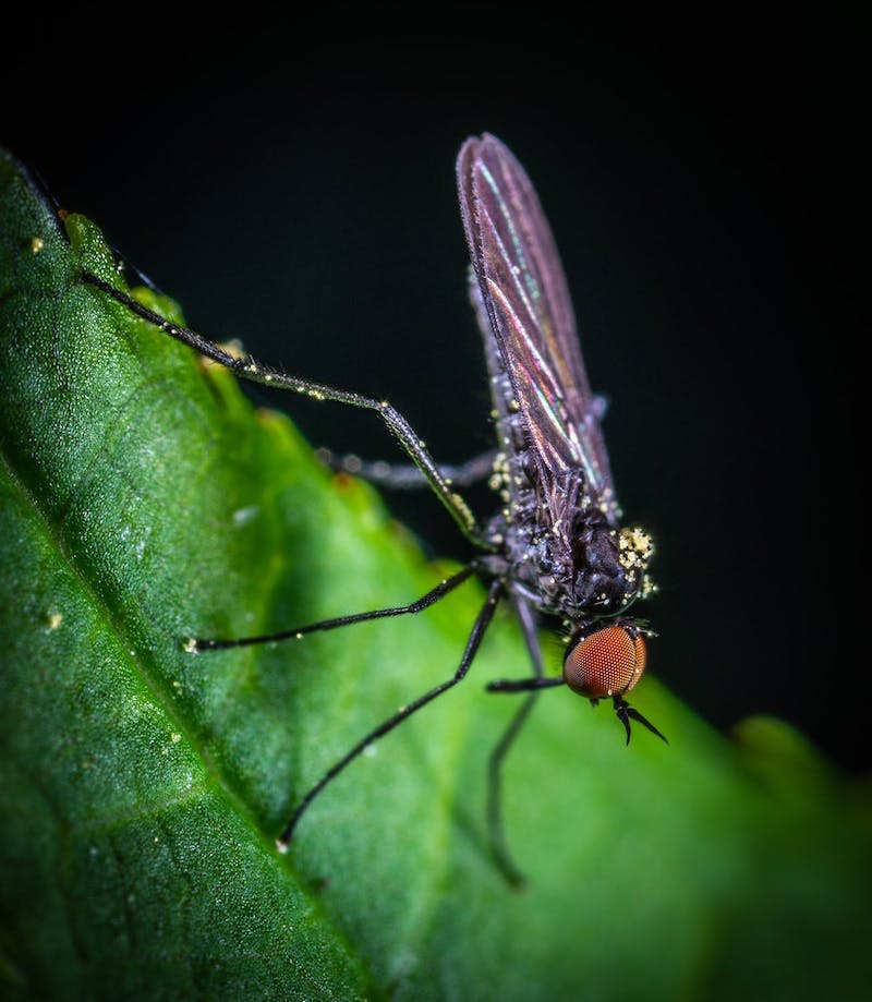 foto de un mosquito en una hoja verde