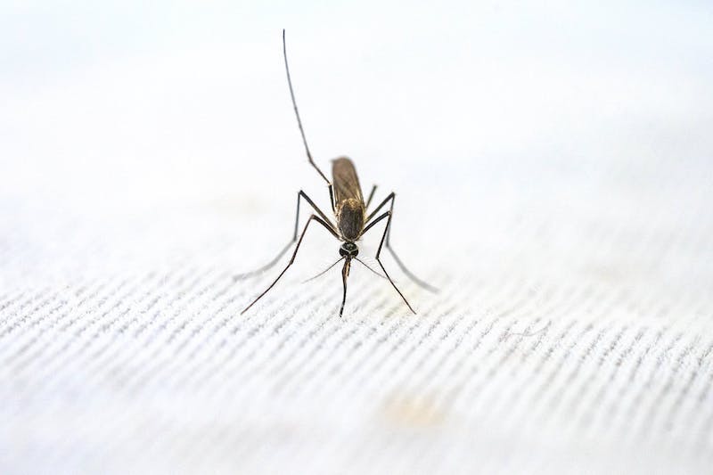 foto de un mosquito sobre un fondo blanco