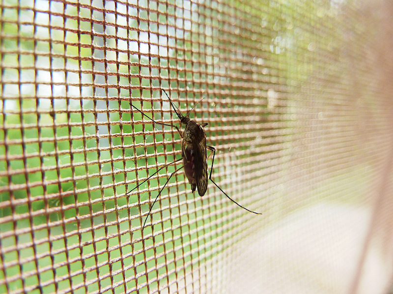 un mosquito parado en un mosquitero